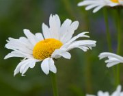 Margriet  (c) Henk Melenhorst