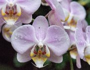 Orchidee : Orchideeëmhoeve, macro, orchidee