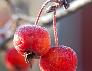 Malusappels  (c) Henk Melenhorst : close-up, macro, malus