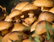 Paddestoelen  (c) Henk Melenhorst : herfst, paddestoel, paddestoelen, Kranekamp