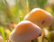 Paddestoelen  (c) Henk Melenhorst : Herfst, paddestoel