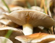 Paddestoelen  (c) Henk Melenhorst : Herfst, paddestoel