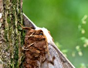 DCA 1438  (c) Henk Melenhorst : Passiflorahoeve, macro, vlinder, nachtpauwoog