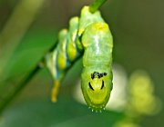 DCA 1658  (c) Henk Melenhorst : Passiflorahoeve, macro, rups