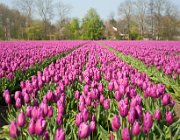 Tulpen, Noordoostpolder  (c) Henk Melenhorst : tulpen