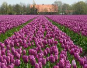 Tulpen, Noordoostpolder  (c) Henk Melenhorst : tulpen